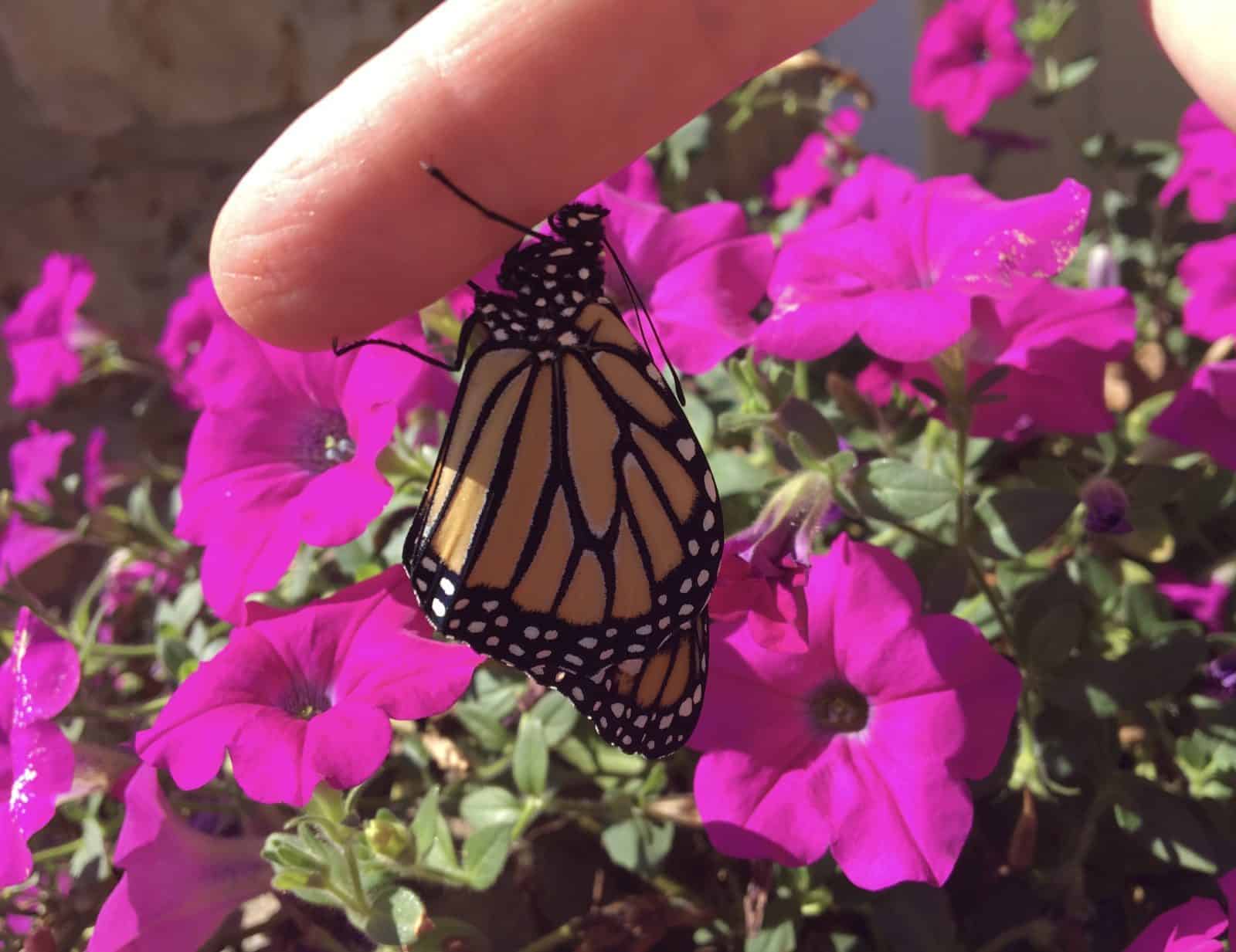 Monarch Morning